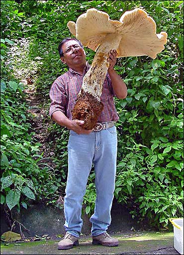 Big Mushrooms