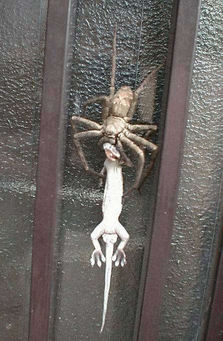 giant-spider-in-back-yard-eating-lizard.jpg