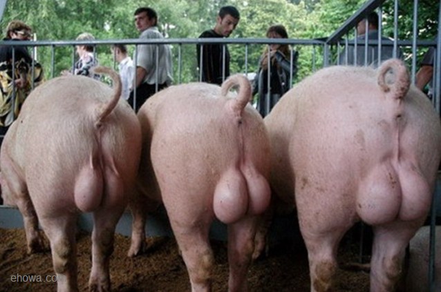 Image result for pigs testicles called