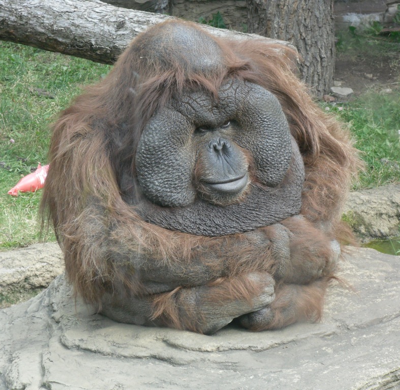 paensive-orangutan.jpg