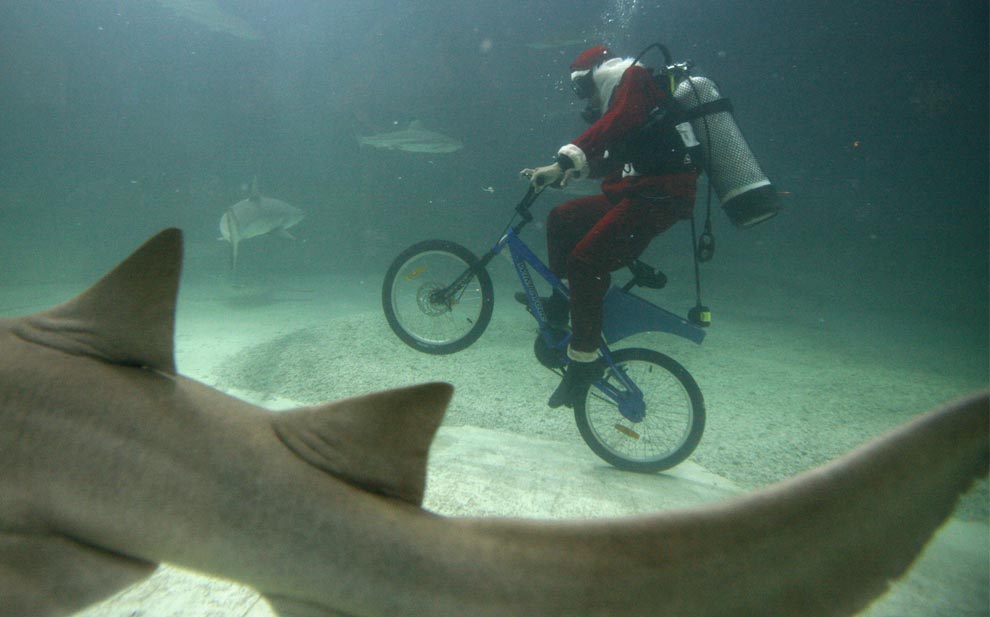santa-bike-shark.jpg